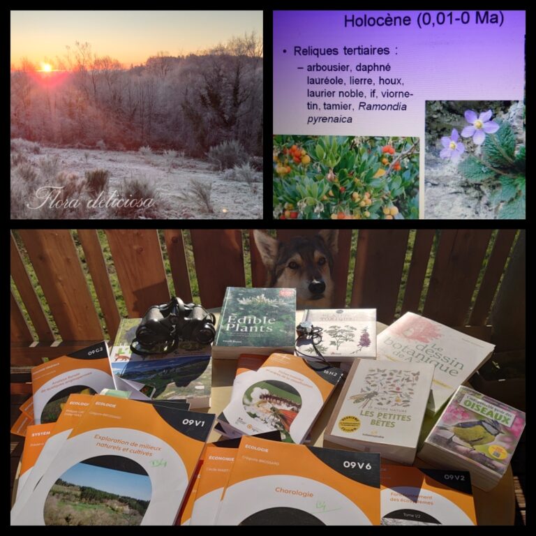 Flora deliciosa - études...