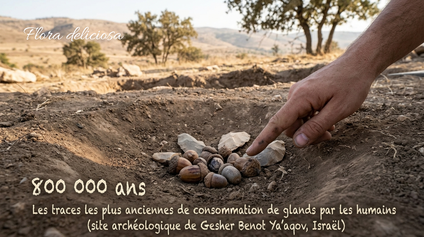 Données archéologiques des glands dans l'alimentation humaine